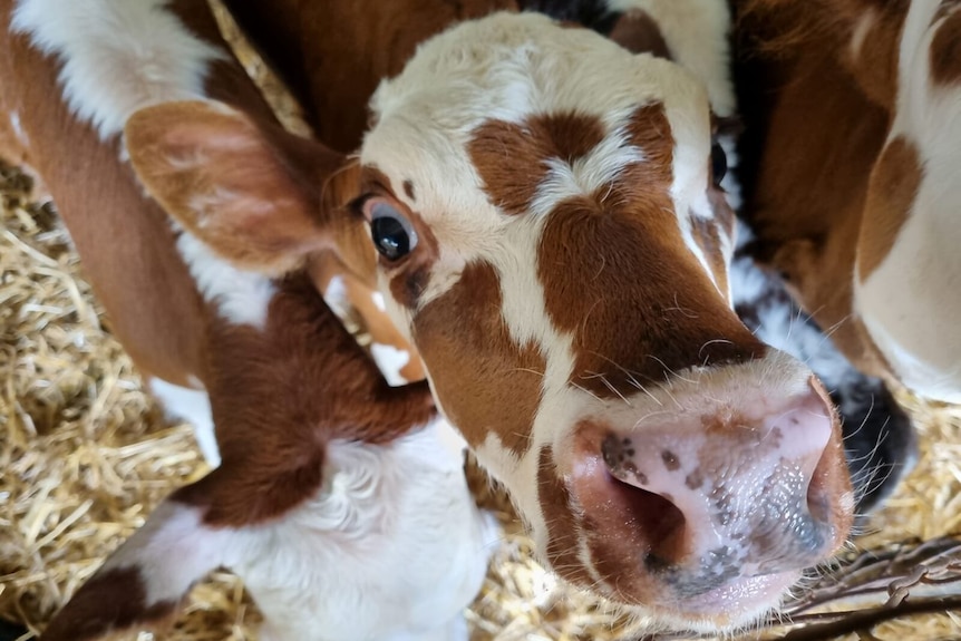 Extreme close up of wide-eyed, red and white dairy calf nosing the camera.