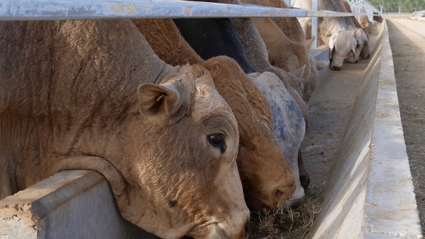 Cattle in a feedlot