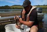 A fisherman holds a slippery freshwater eel