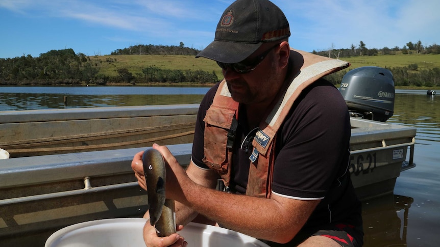 A fisherman holds a slippery freshwater eel