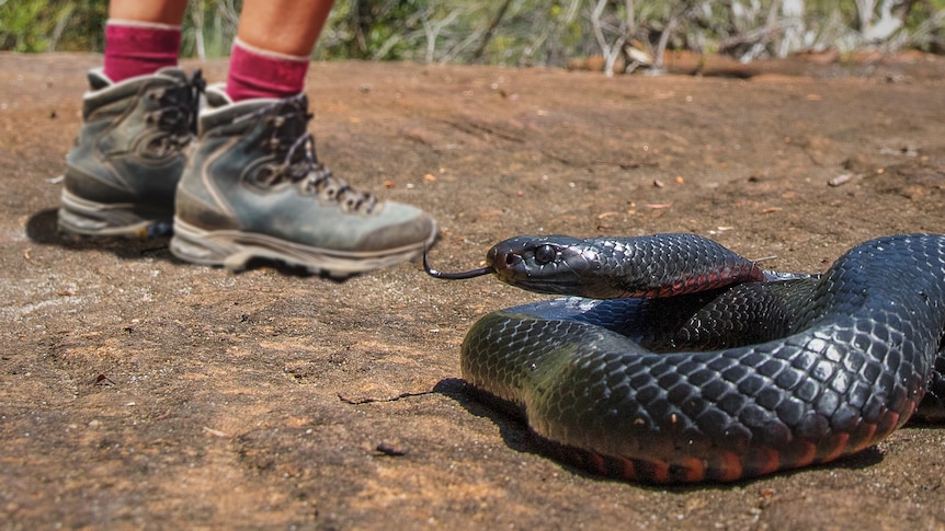 A red bellied black snake with its tongue out is curled up on a rock next to a bushwalkers walker's ankles.