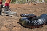 A red bellied black snake with its tongue out is curled up on a rock next to a bushwalkers walker's ankles.