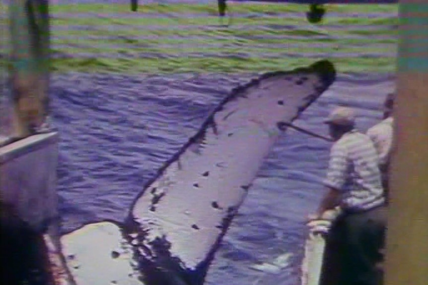 An image taken from Henk Manussen's whaling footage, taken on the Run in 1969.