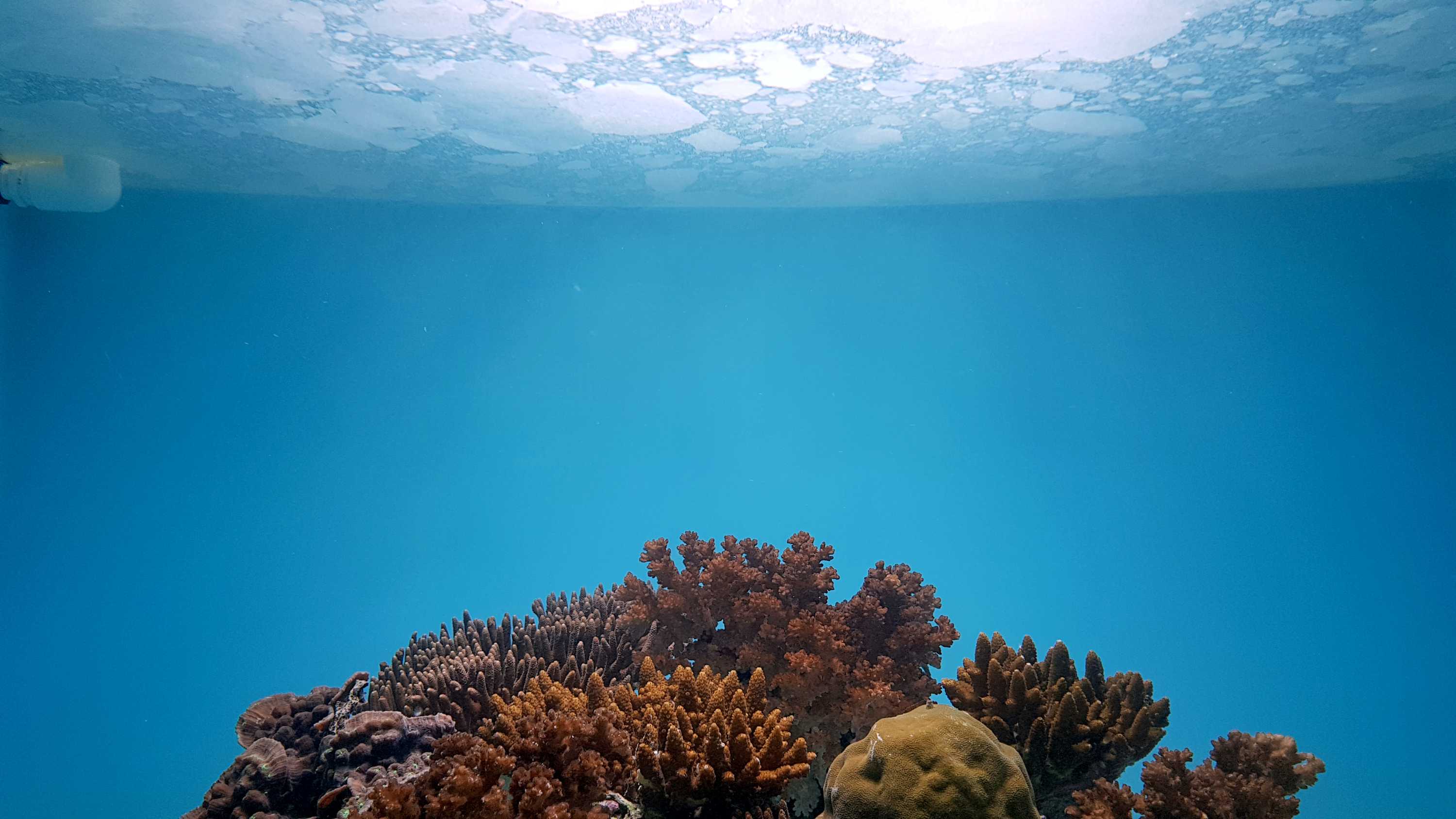 Great Barrier Reef: Outside-the-box thinking needed to fix its 