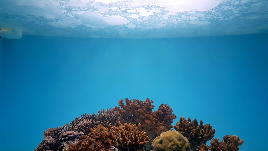 underwater photo of coral with film showing on surface of water