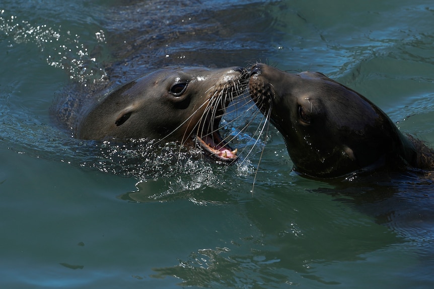 Twpo seals play together, swimming in the bay