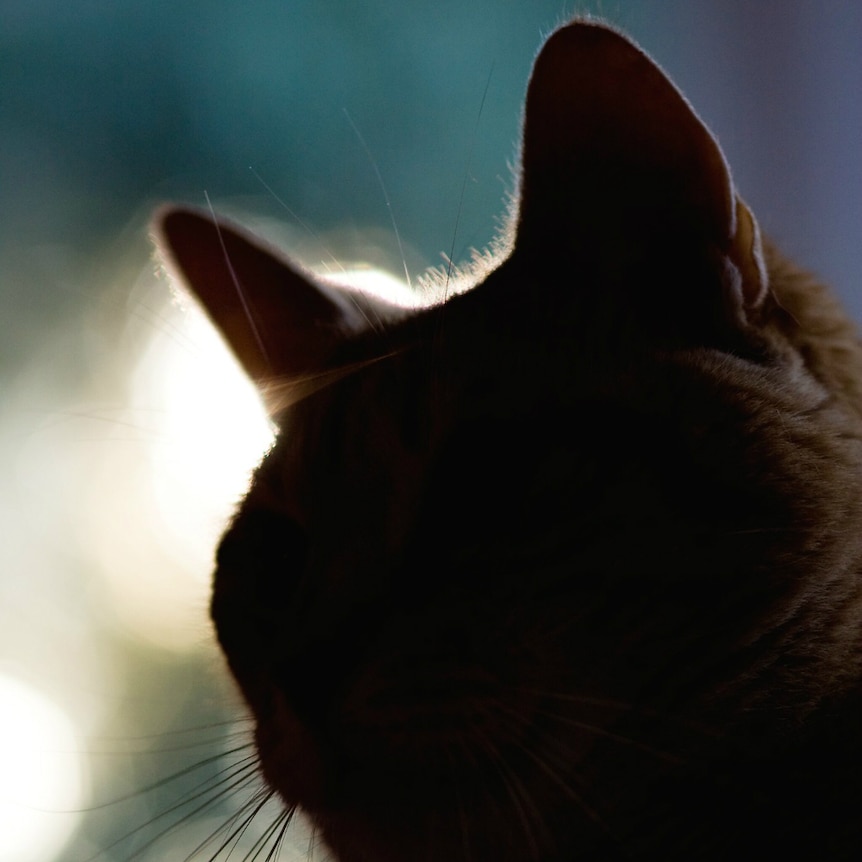 A silhouette of a cat