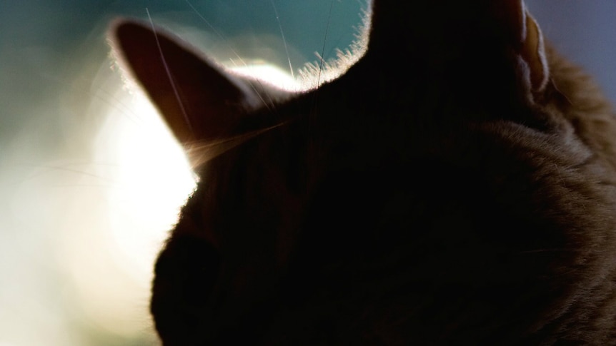 A silhouette of a cat