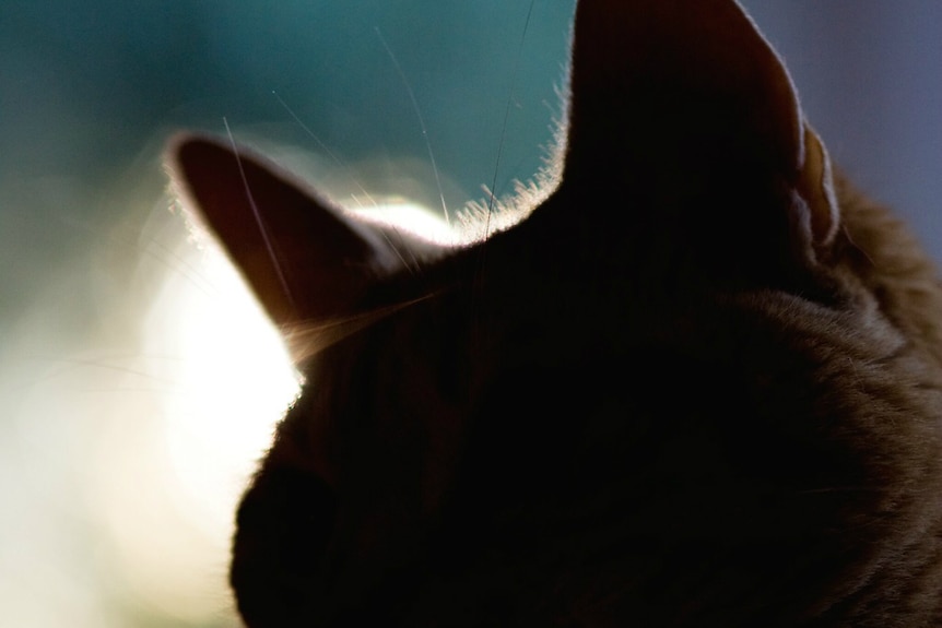 A silhouette of a cat