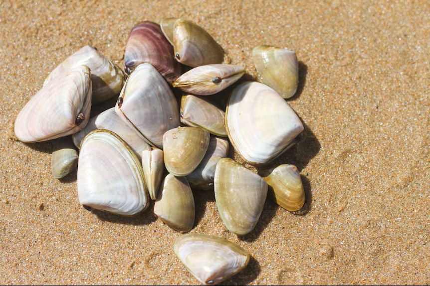 The Big Fish: Where have all the Pipis Gone? The Big Fish: Where have all the Pipis Gone?