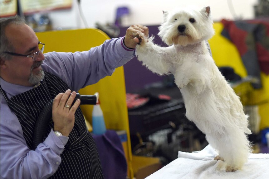 A West Highland terrier is prepared for the Westminster Dog Show, 2015