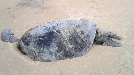 Dead turtle washed up on beach in Moreton Bay off Brisbane in November 2014