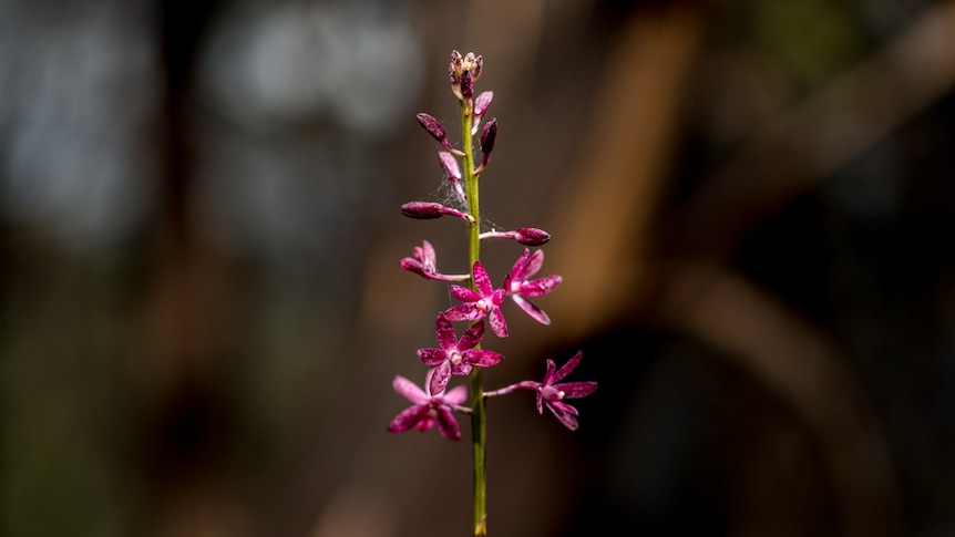 A pink orchid sits among blackened forest.