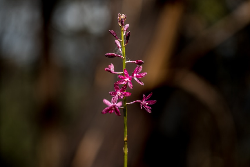 A pink orchid sits among blackened forest.