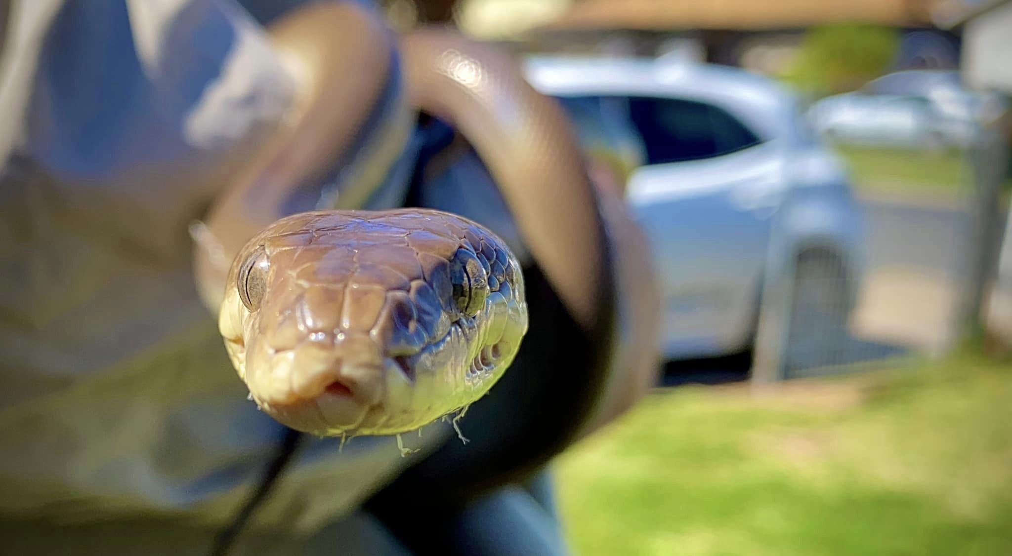 Snakes Are On The Move Due To Warm Weather And Heavy Rain, As Breeding ...