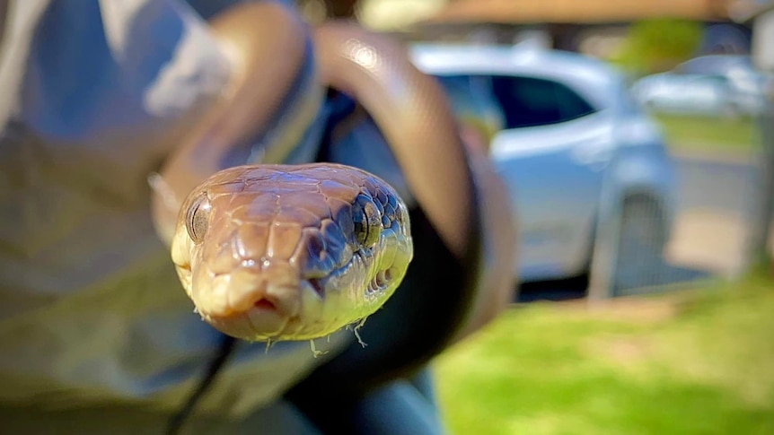 Close up of snake face