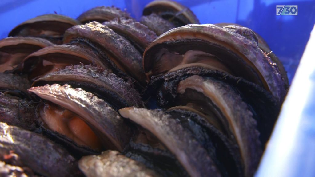 Abalone herpes disease outbreak hits southwest Victoria in 'crushing