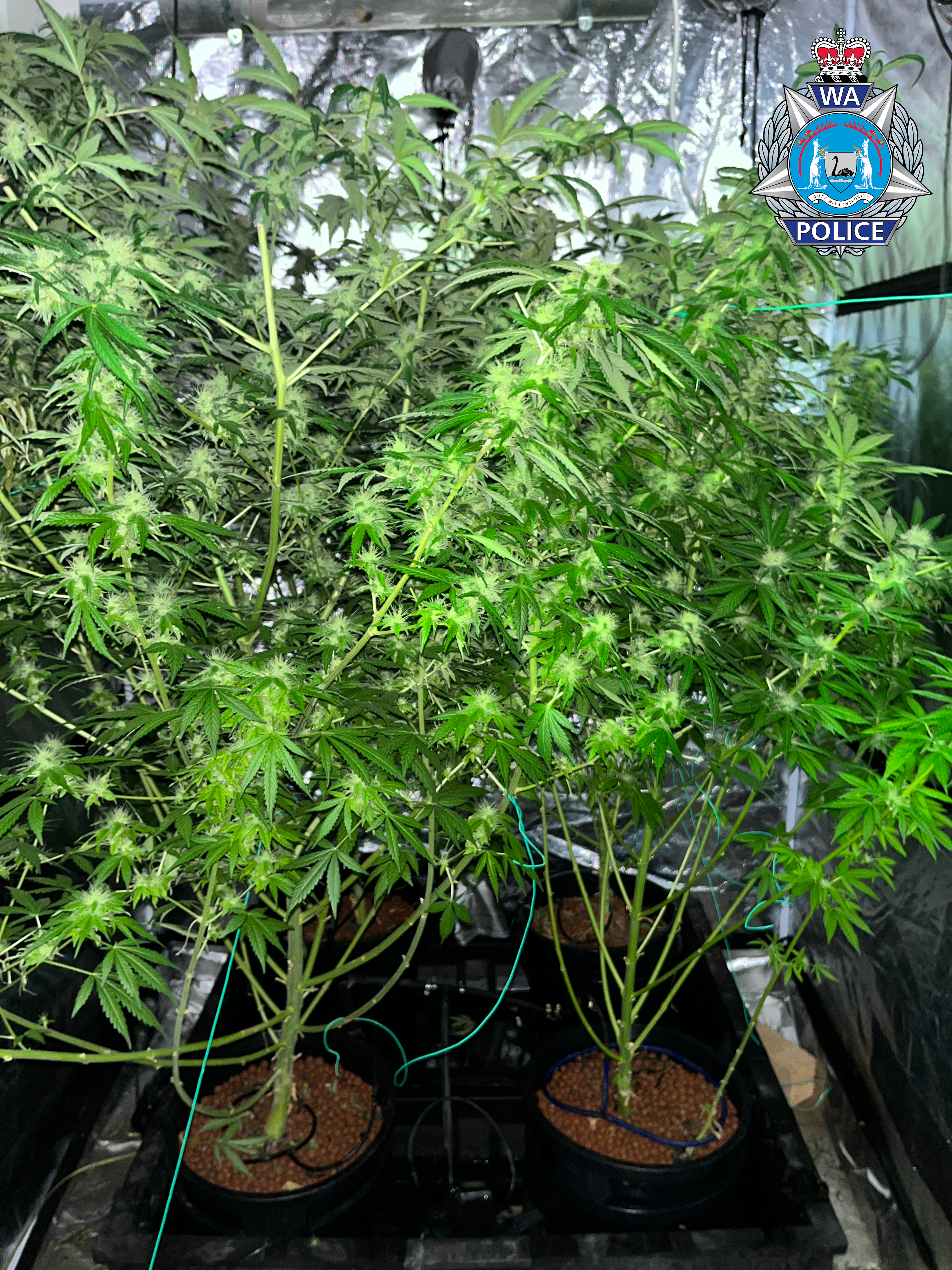 A number of green cannabis plants 