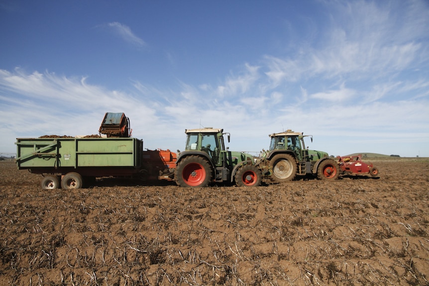 Two tractors in a field harvest potatoes north of Ballarat at Blowhard