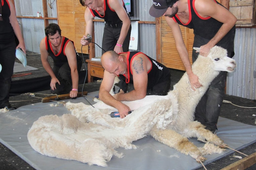 Shearing an alpaca at the Sydney Royal Easter Show