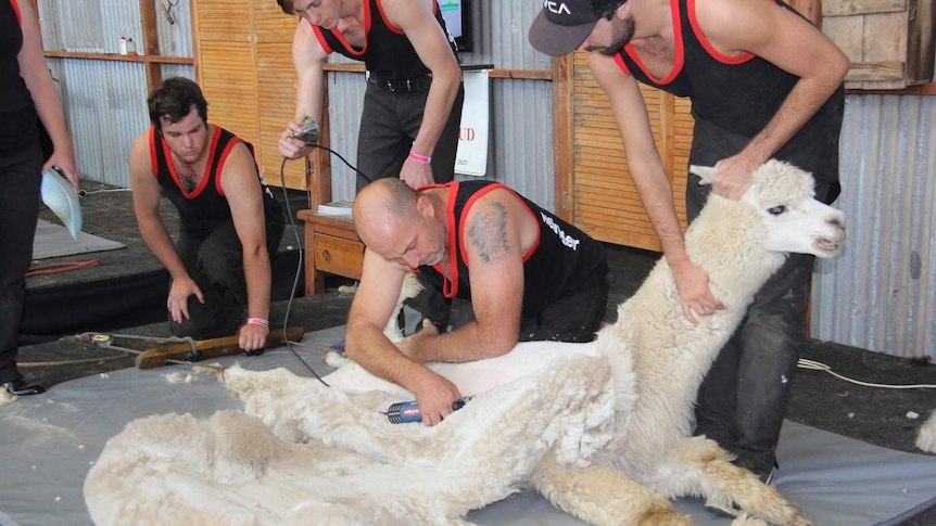 Shearing an alpaca at the Sydney Royal Easter Show