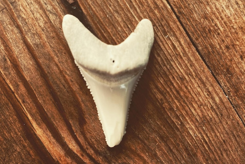 a photo of a bottom shark tooth tooth