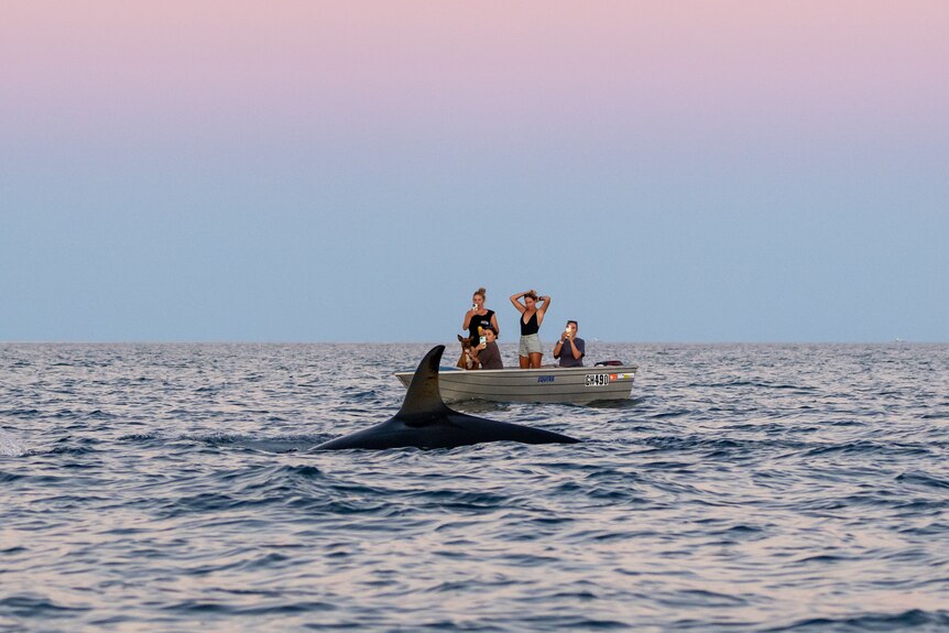 A crowd of onlookers in a silver dinghy watch an orca surface at sunset