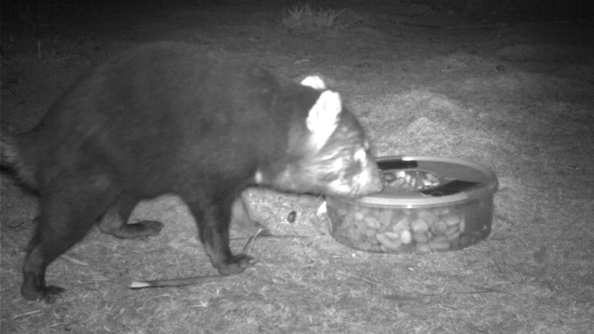 Picture of a Tasmanian devil at night