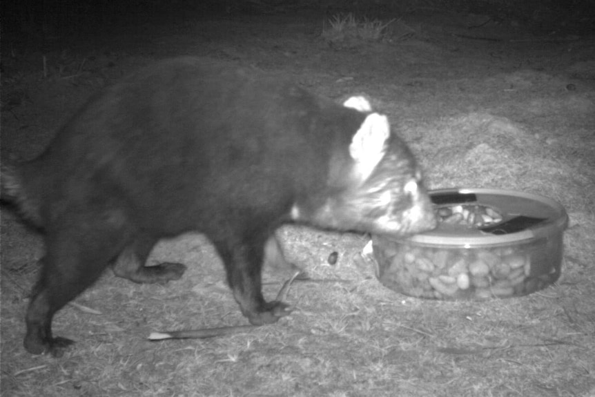 Picture of a Tasmanian devil at night