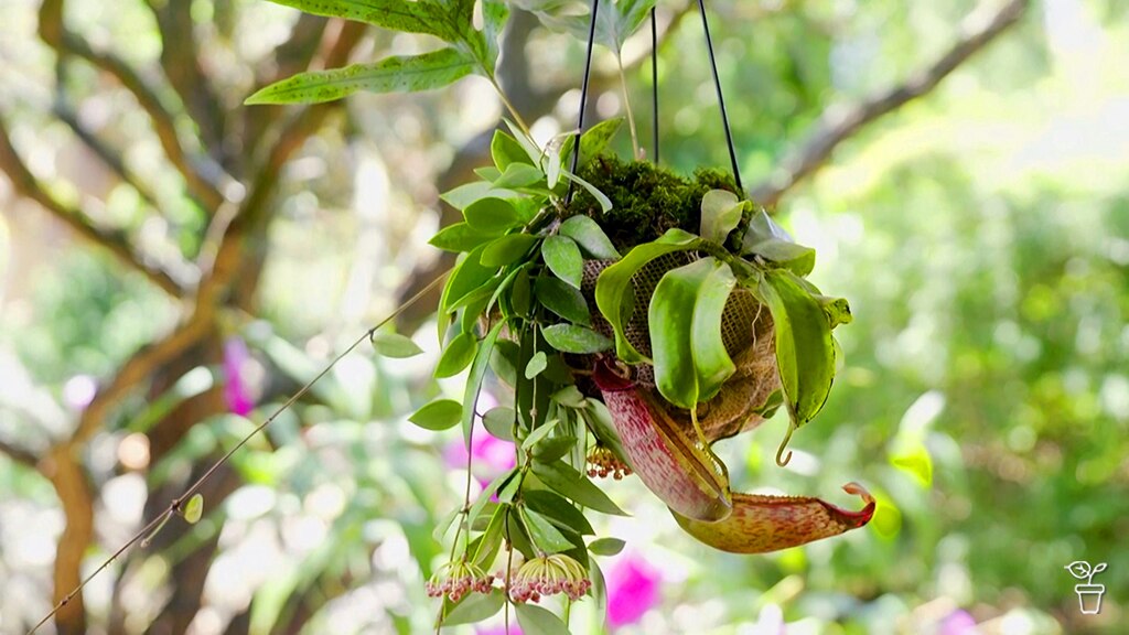 Hanging pitcher plant among green foliage.