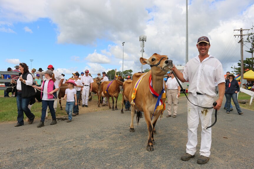 A light brown dairy cow has show ribbons draped over her neck and back and is held by a dairy farmer dressed in white.