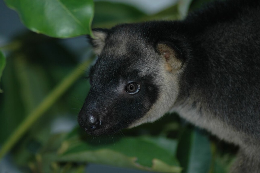 Rare Lumholtz tree kangaroo Mupee