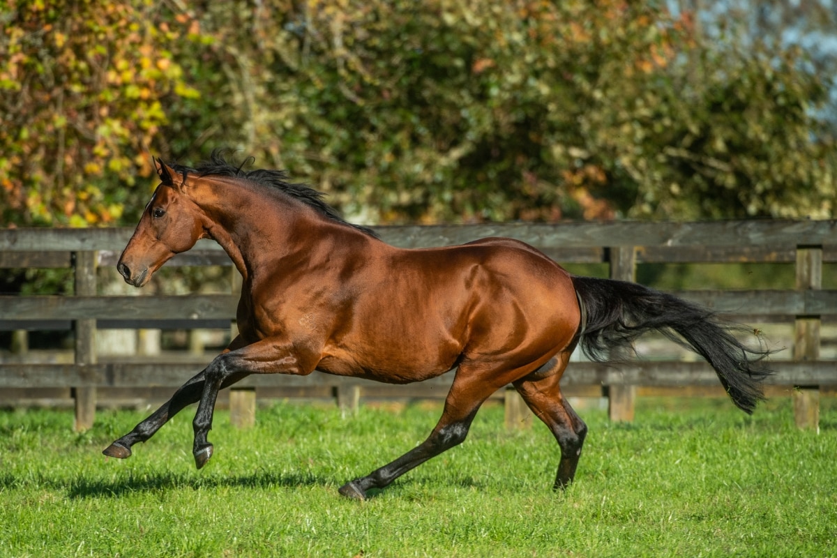 An athletic horse canters through a paddock
