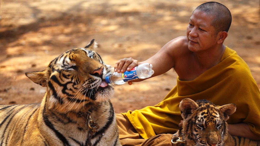 A Buddhist monk feeds a tiger with a water bottle.