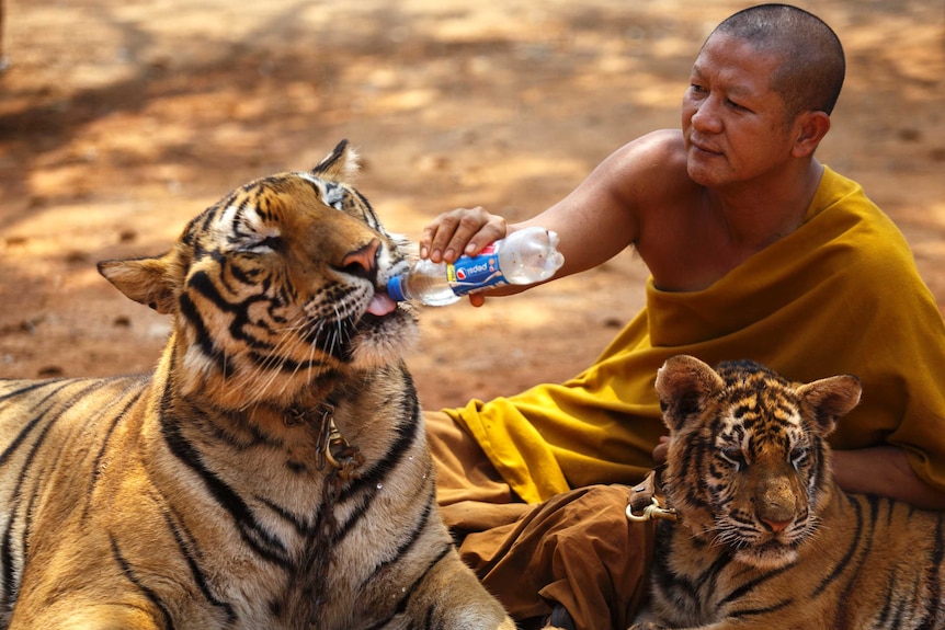 A Buddhist monk feeds a tiger with a water bottle.