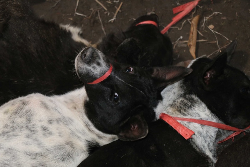 These black and white dogs are bound and kept in a pen before being killed.