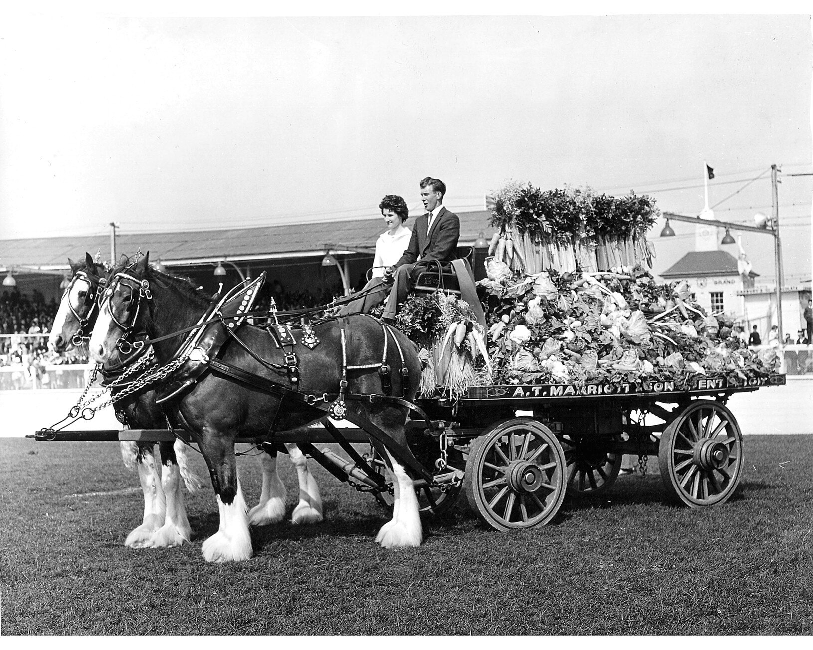 Marriott family's draught horse dynasty keeps Clydesdale tradition