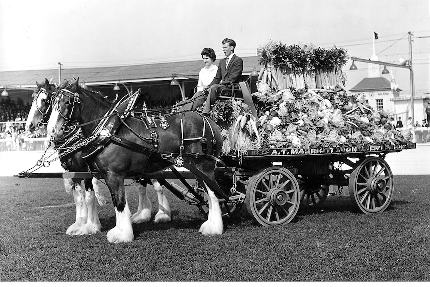 Une photo en noir et blanc d'un cheval et d'une calèche Clydesdale est exposée
