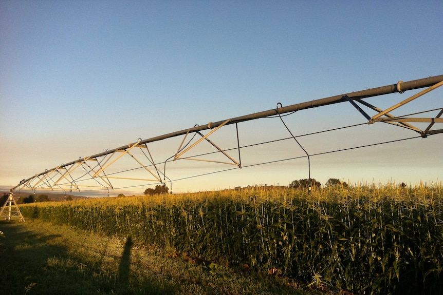 Corn crop and irrigation infrastructure at first light, near Bathurst.