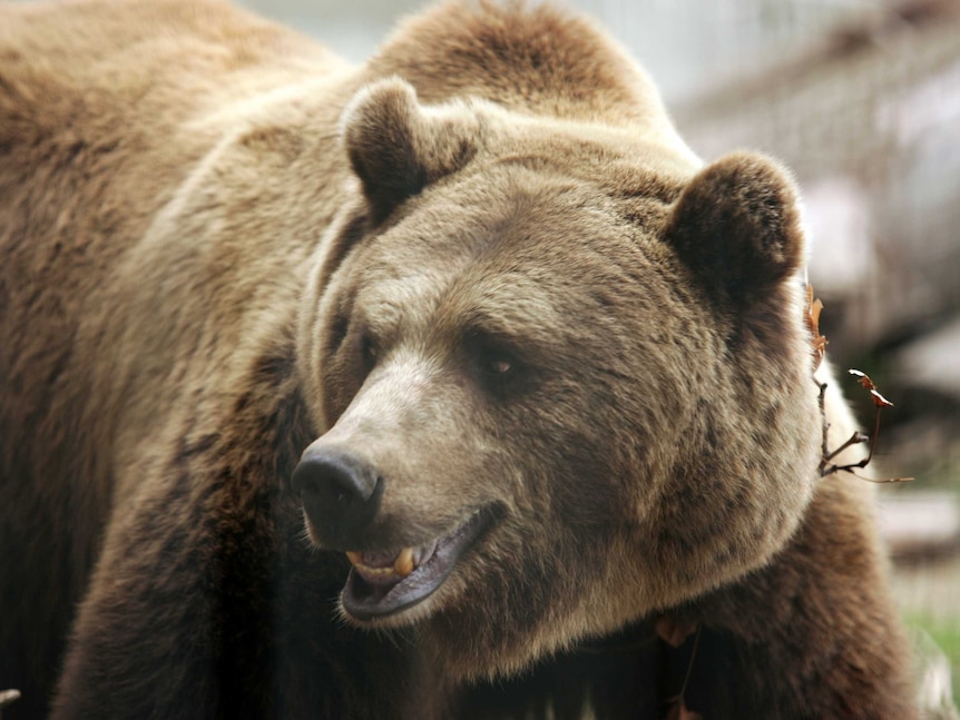 Bear markets are far less regular than corrections, and far more worrying.