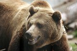 Bear markets are far less regular than corrections, and far more worrying.