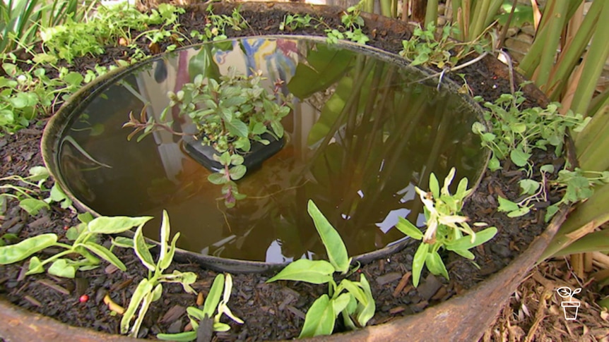 Large metal dish in garden surrounded by aquatic plants