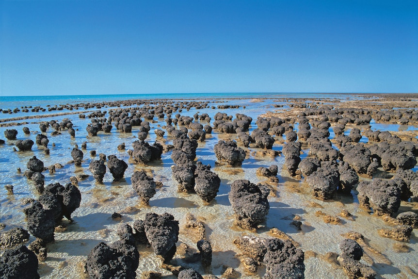 Stromatolites in Hamelin Pool, Shark Bay WA