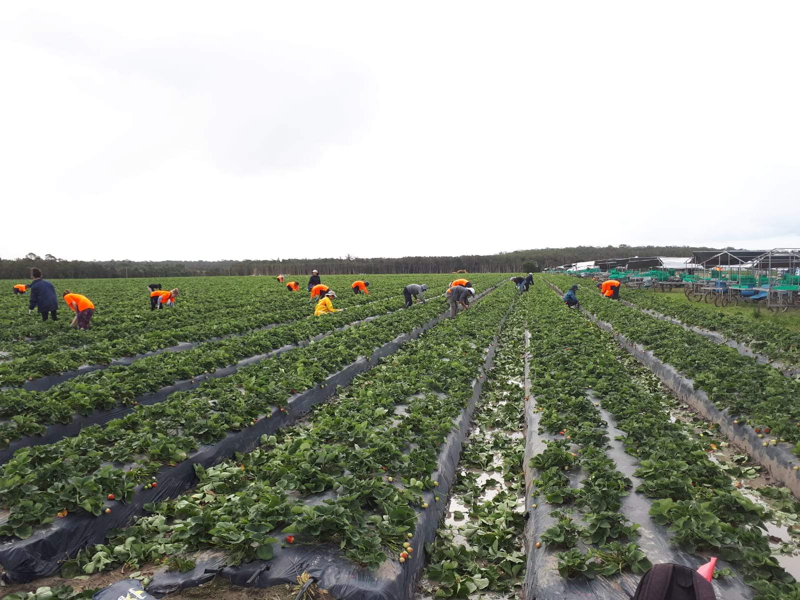 Pemegang Whv Asal Indonesia Merasa Rugi Biaya Dan Waktu Karena Tak Bisa Kembali Ke Australia Abc News