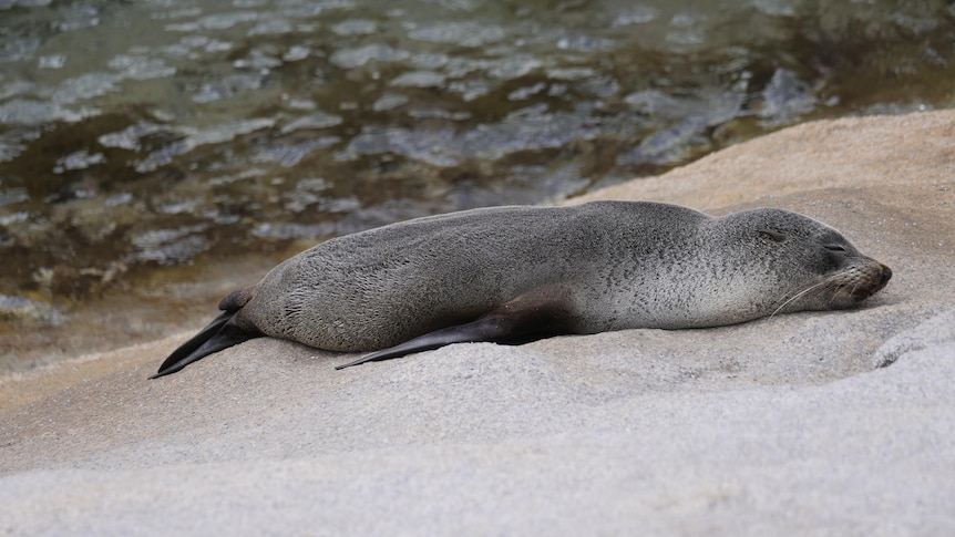 A seal lying flat, sleeping, on a large smooth rock sloping down to the ocean.