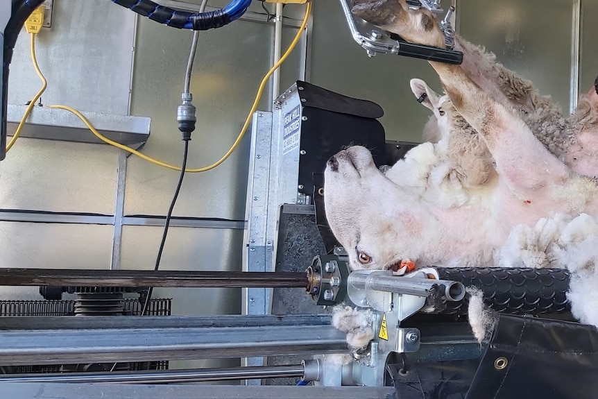 a ram is fastened on a shearing platform with leg clamps