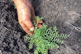 Chickpea plants grow in the rich black soil of the central Darling Downs.