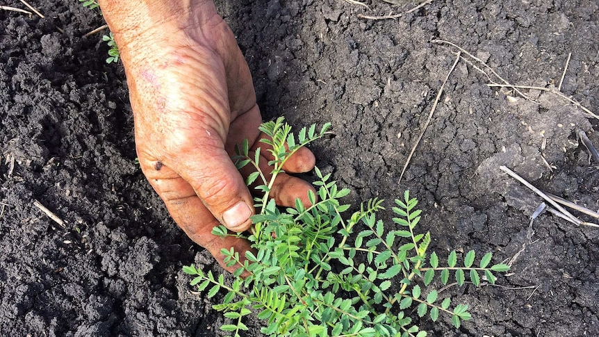 Chickpea plants grow in the rich black soil of the central Darling Downs.