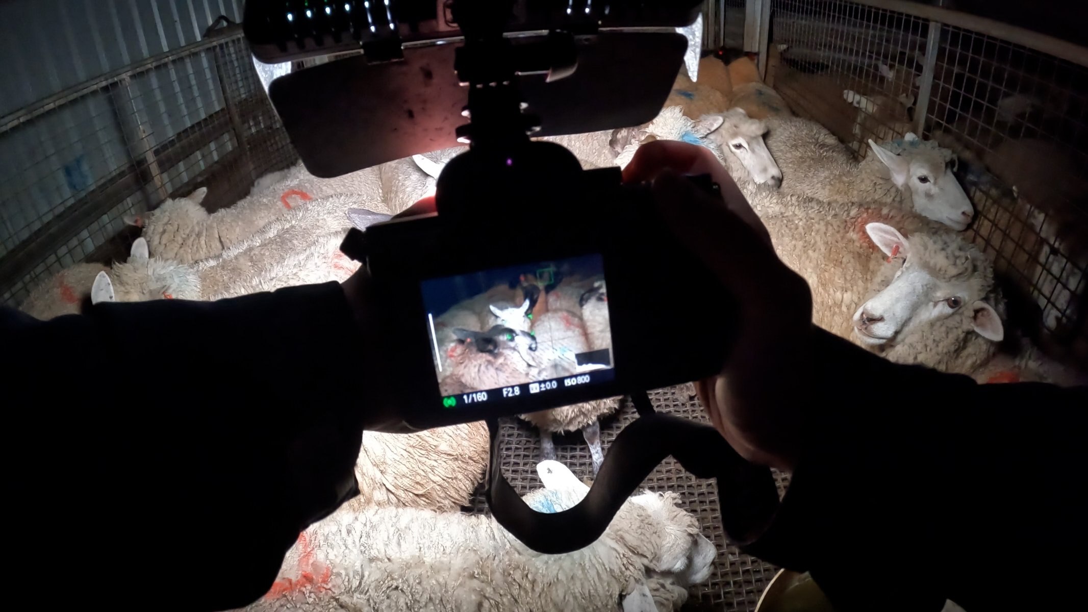A camera is held up to a pen of sheep at night.