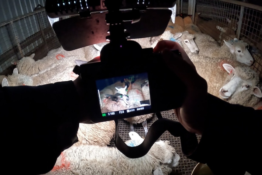 A camera is held up to a pen of sheep at night.